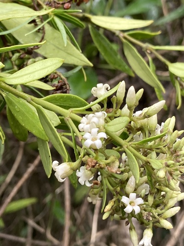 New Zealand Jasmine (Parsonsia heterophylla)