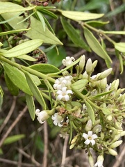New Zealand Jasmine (Parsonsia heterophylla)