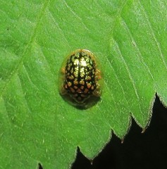 Cteisella confusa