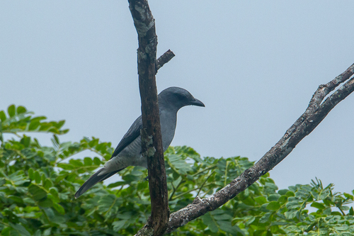 Malayan Cuckooshrike (Coracina larutensis), photo 2