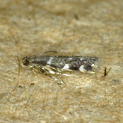 Apocynum leafminer