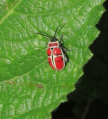 Alagoasa scissa