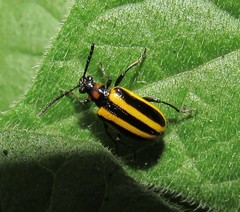 Lema confusa virgata
