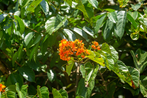 Phanera kockiana