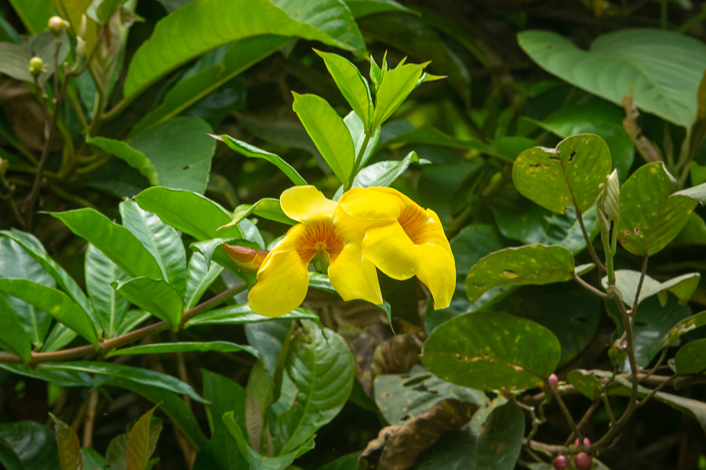 Allamanda cathartica, MCM Nature Discovery Villa (Stephen's Place), Fraser's Hill, Malaysia
