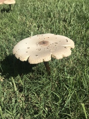 Chlorophyllum molybdites image