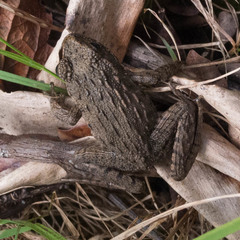 Glandirana rugosa