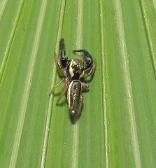Metaphidippus