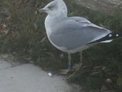 Larus delawarensis