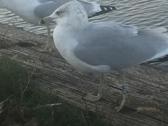 Larus delawarensis