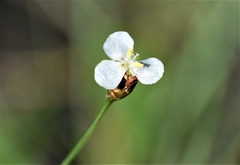 Xyridaceae