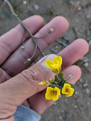 Tiny Bladderpod (Physaria tenella)