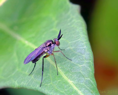 Rhaphium