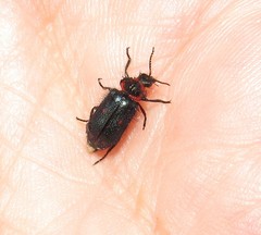 Astylus cyanerythrus