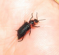 Astylus cyanerythrus