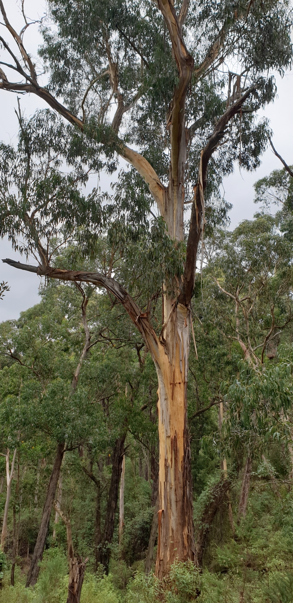 Eucalyptus cypellocarpa L.A.S.Johnson