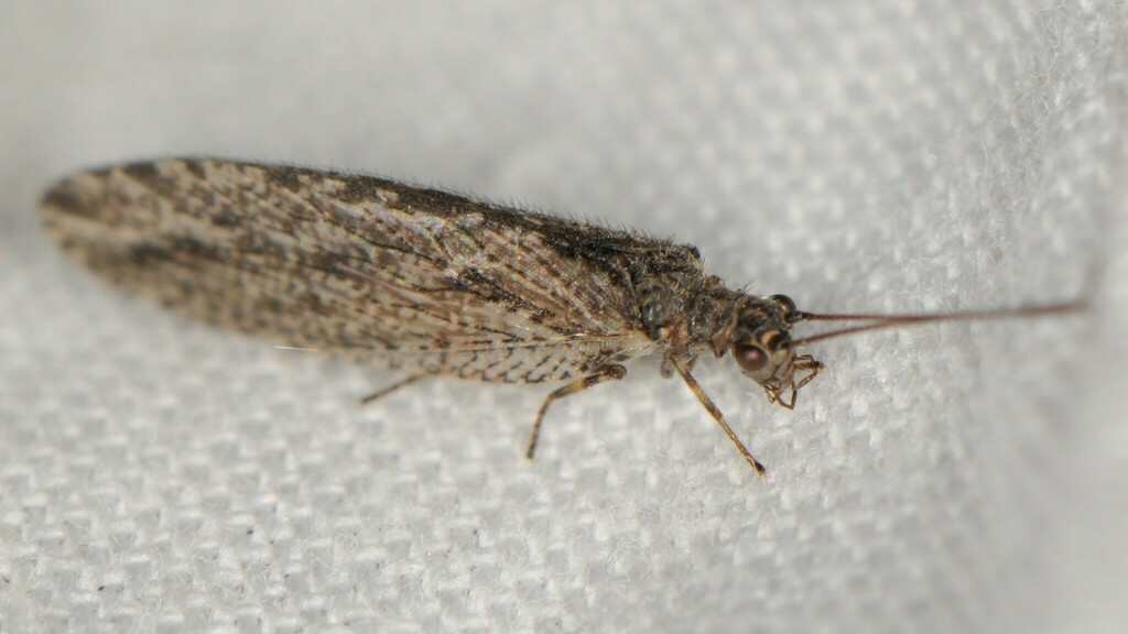 Micromus variolosus