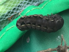 Lepidoptera