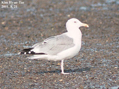 Larus argentatus mongolicus