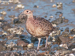 Phasianus colchicus karpowi