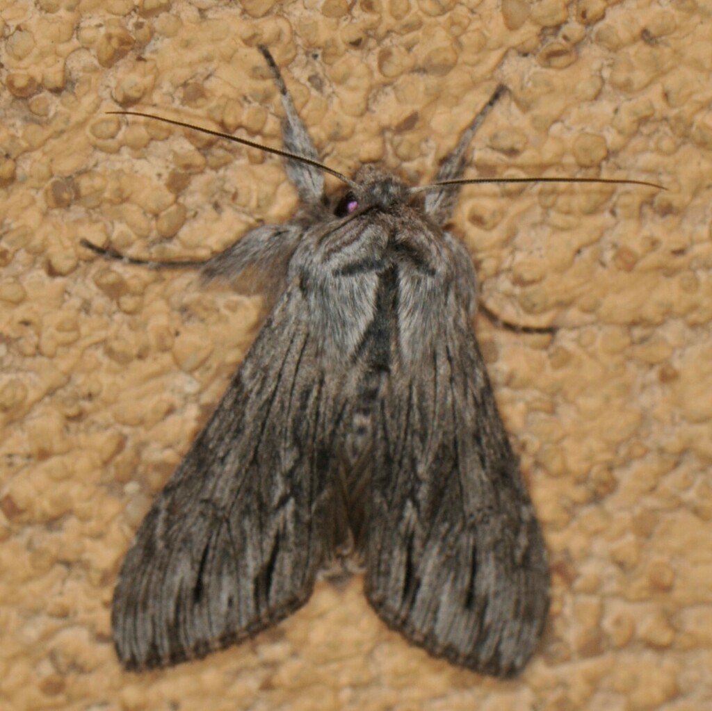 Streaked Hooded Owlet Moth