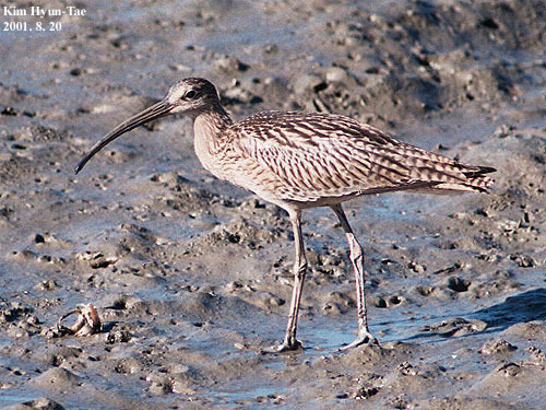 Far Eastern Curlew