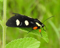 Androloma disparata