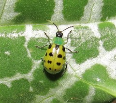 Diabrotica limitata