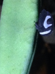 Membracis foliatafasciata