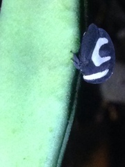 Membracis foliatafasciata