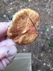 Suillus spraguei image