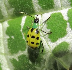 Diabrotica limitata