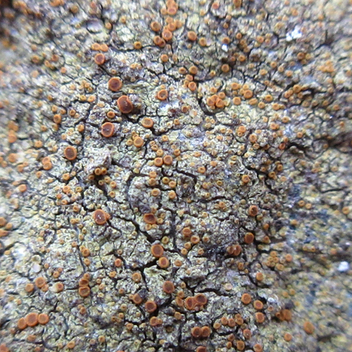 Caloplaca flavovirescens image
