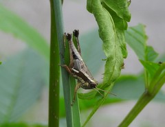 Phaedrotettix