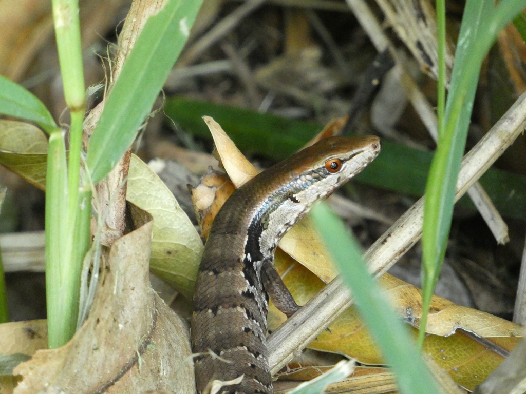 Garnier's Giant Skink