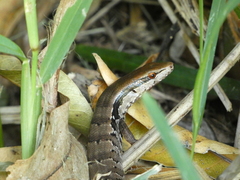 Garnier's Giant Skink photo 1