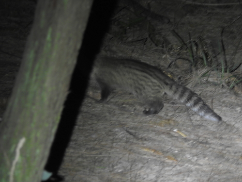 Small Indian Civet