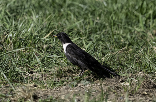 Ring Ouzel