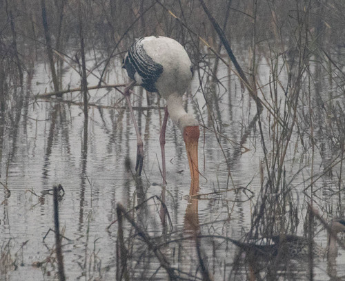 Painted Stork (Mycteria leucocephala), photo 10