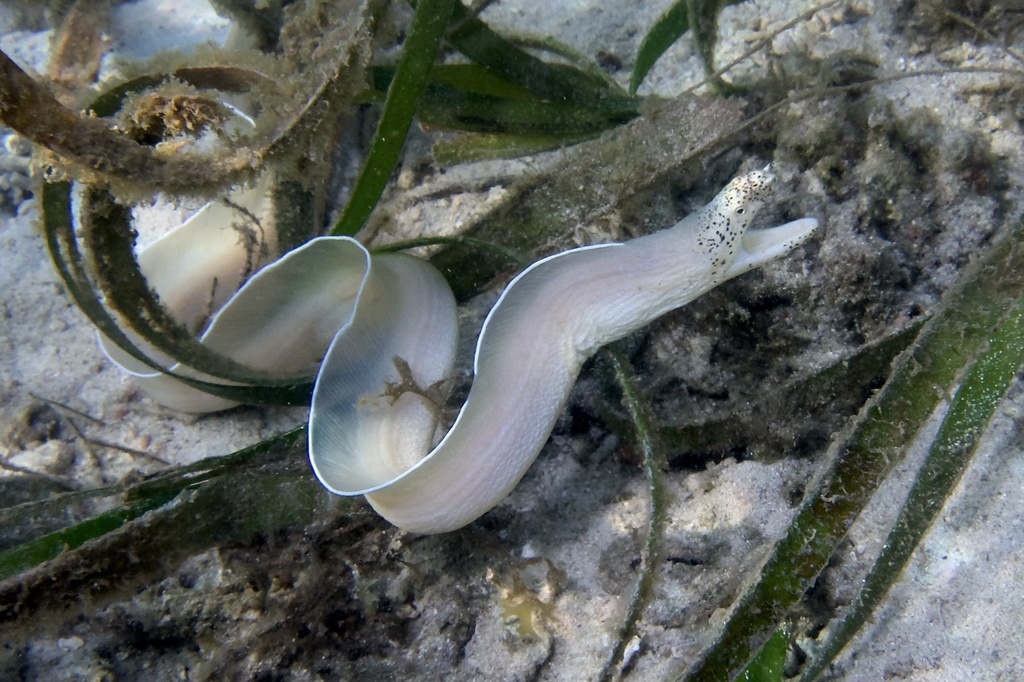 Ribbon moray (Pseudechidna brummeri) — Muraenidae