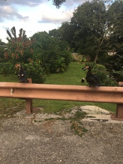 Cairina moschata domestica