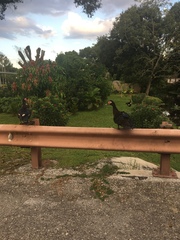 Cairina moschata domestica