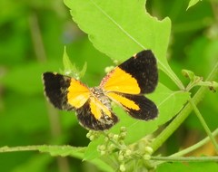 Heterusia