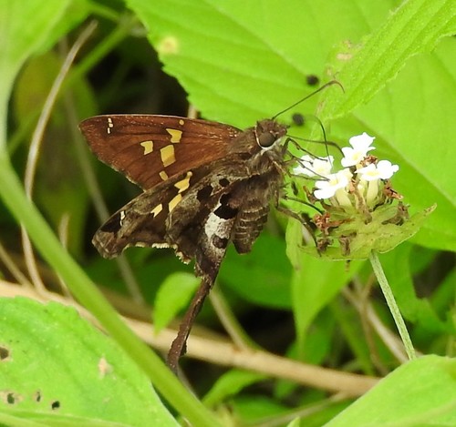Zilpa Longtail