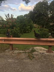 Cairina moschata domestica