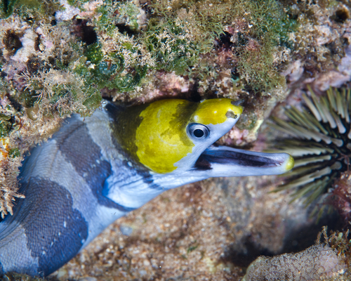 Banded moray (Gymnothorax rueppelliae) — Muraenidae — 4