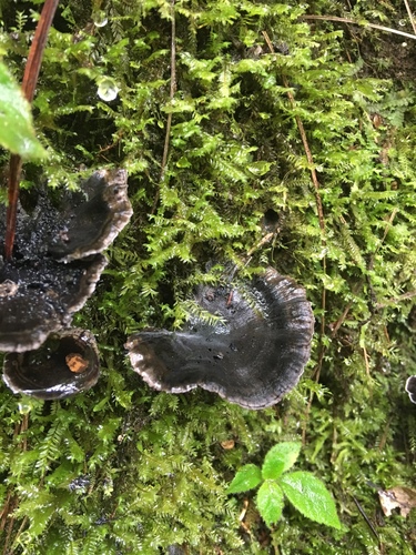 Phellodon sinclairii