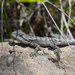 Amphibolurus norrisi - Photo (c) John Sullivan,  זכויות יוצרים חלקיות (CC BY-NC)