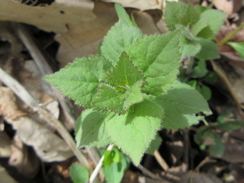Veronicastrum sibiricum iNat (1)