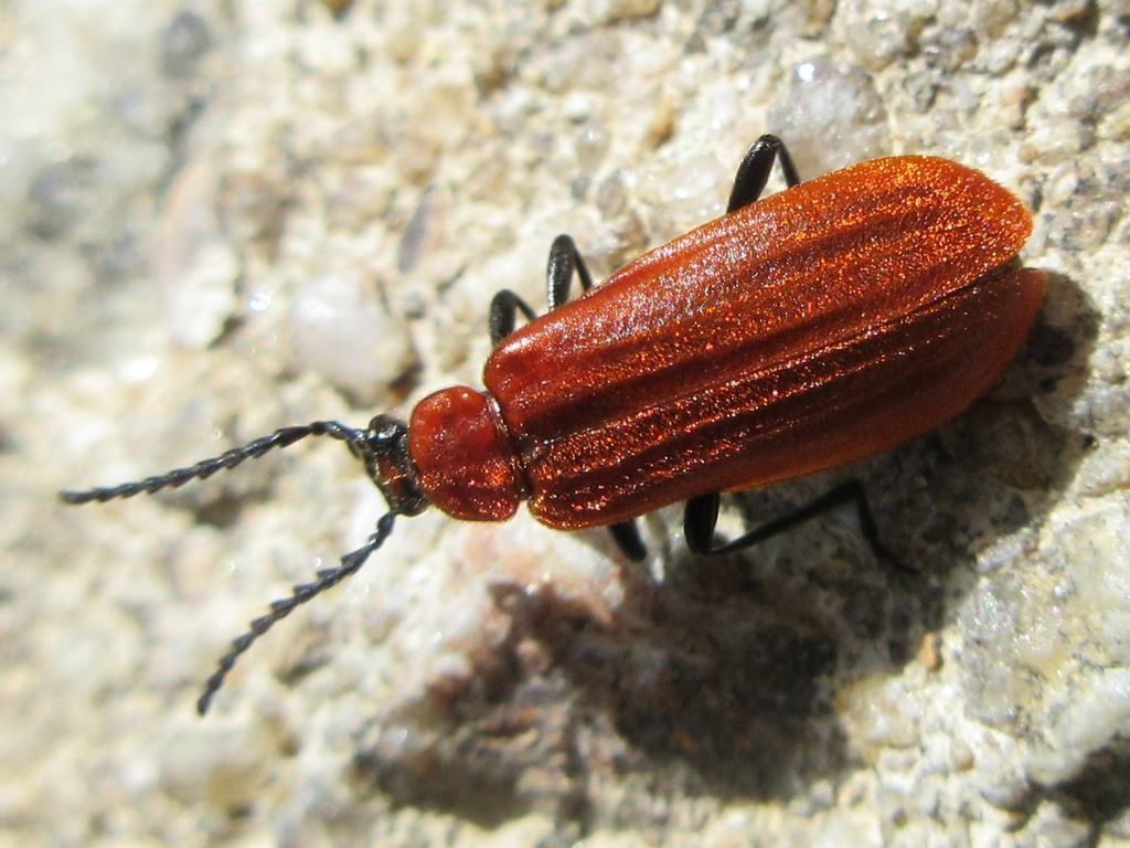 Pseudopyrochroa